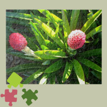 Bok Gardens Florida Rosa Tropical Bromeliad Flower