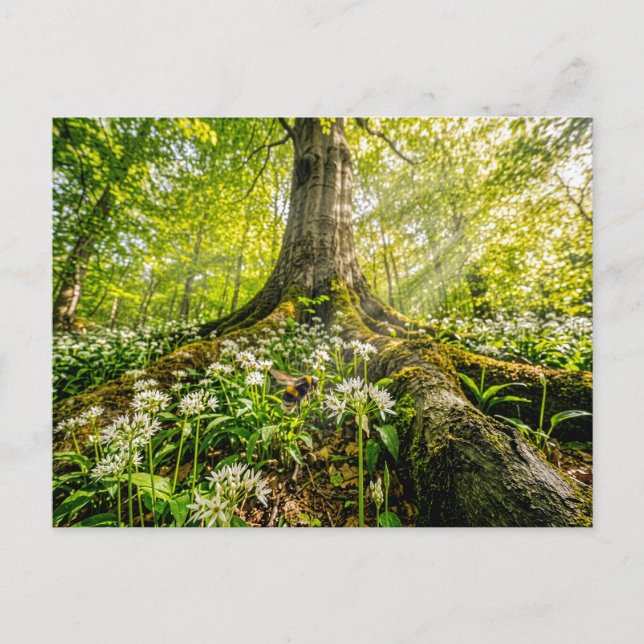 Bok i vildlöks-skog med humla vykort (Framsida)