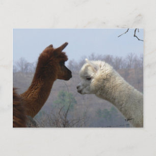 Bokföringskort för Alpaca Chatta Vykort
