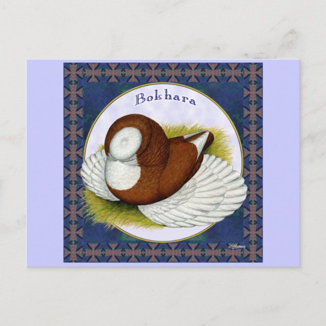 Bokhara Pigeon i rundan Vykort (Framsida)