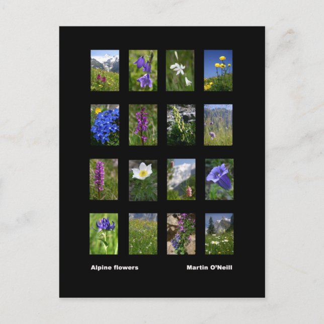 Bokkort för alppor vykort (Framsida)