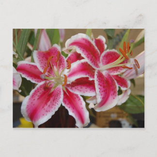 Bokkort för Star Gazer Lily Vykort