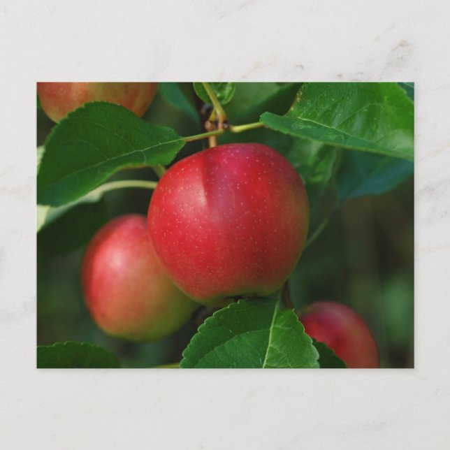 Bokkort för summerade äpplen vykort (Framsida)