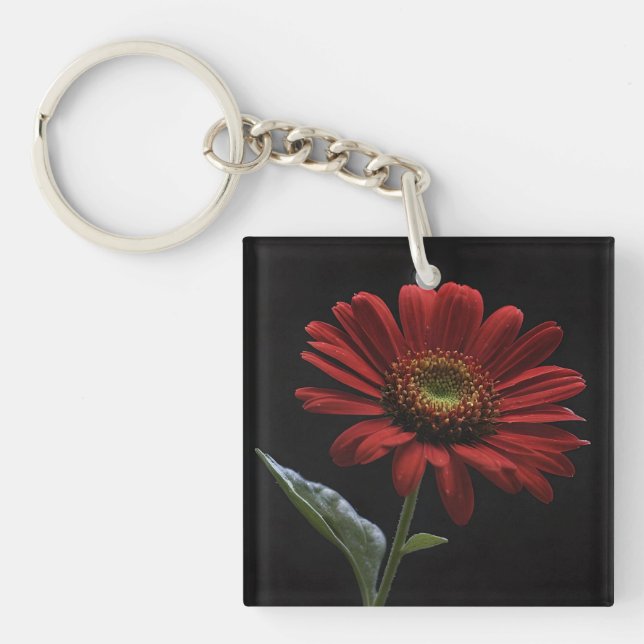 "Bold Beauty: A Single Red Daisy on Black" (Framsidan)