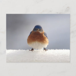 Bold Blue Bird Helg Vykort