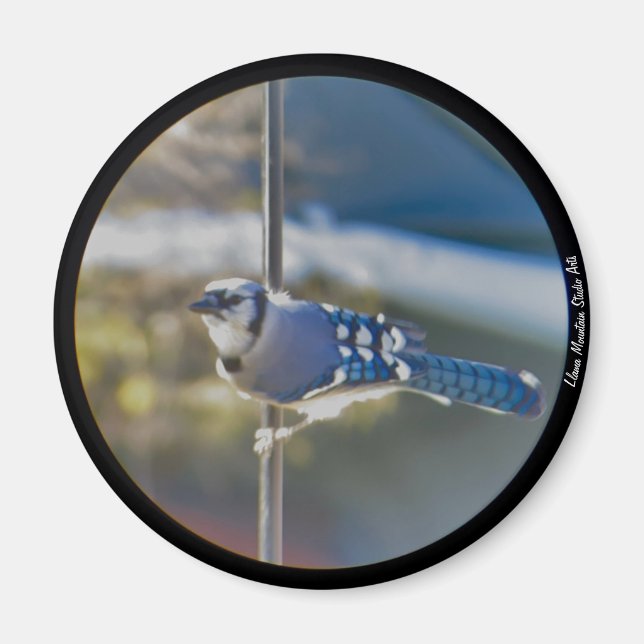 Bold Blue Jay magnet (Framsidan)