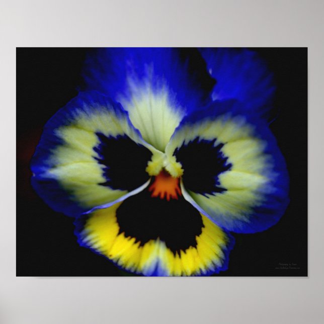 Bold Blue Pansy Flower Poster (Framsidan)