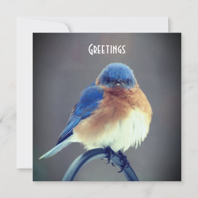 Bold Bluebird (Framsida)