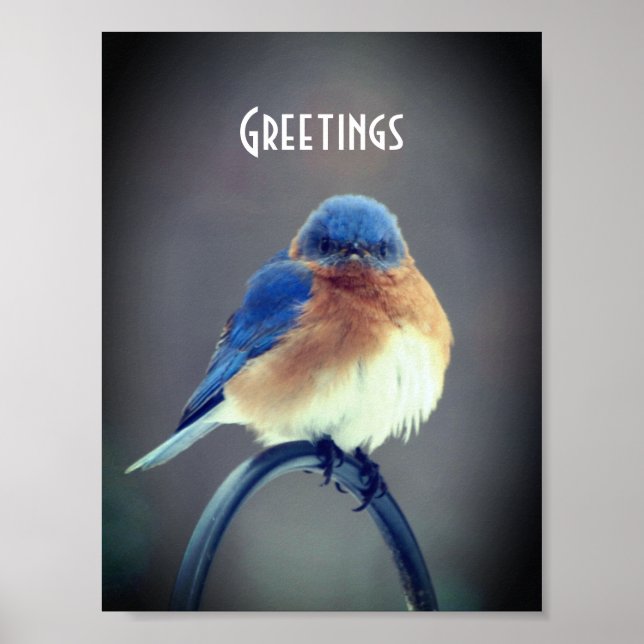 Bold Bluebird Poster (Framsidan)