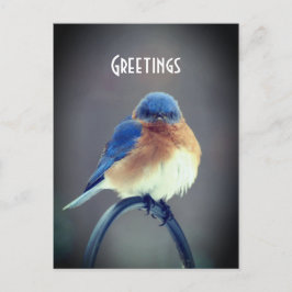 Bold Bluebird Vykort