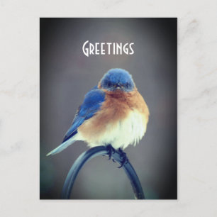 Bold Bluebird Vykort