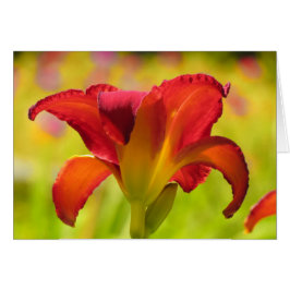 Bold Lily - Daylily Hälsningskort