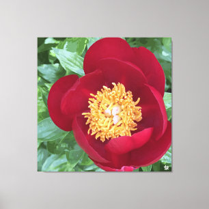 Bold Red Peony Canvastryck