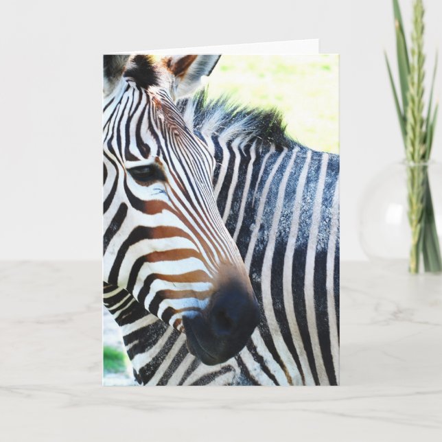 Bold Zebra-hälsningskort Kort (Framsida)