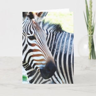 Bold Zebra-hälsningskort Kort