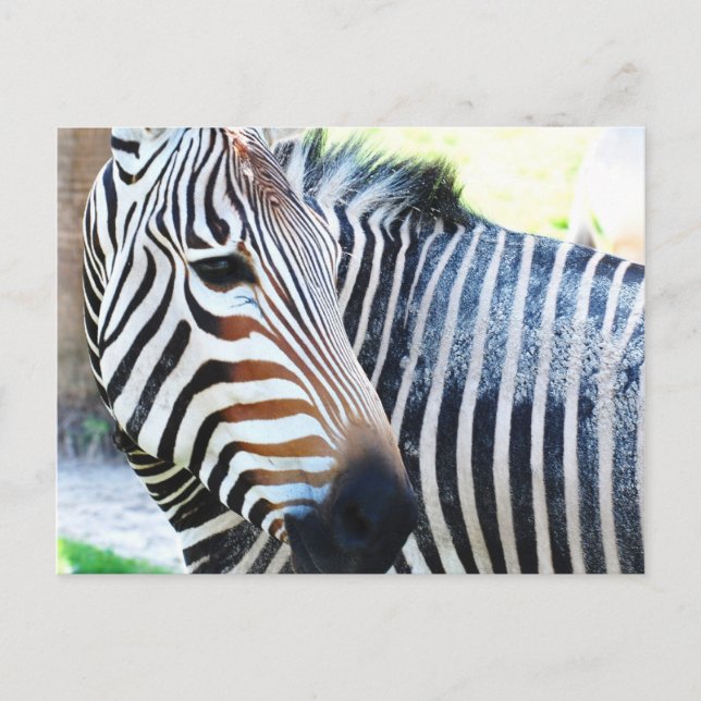 Bold Zebra Postcard Vykort (Framsida)
