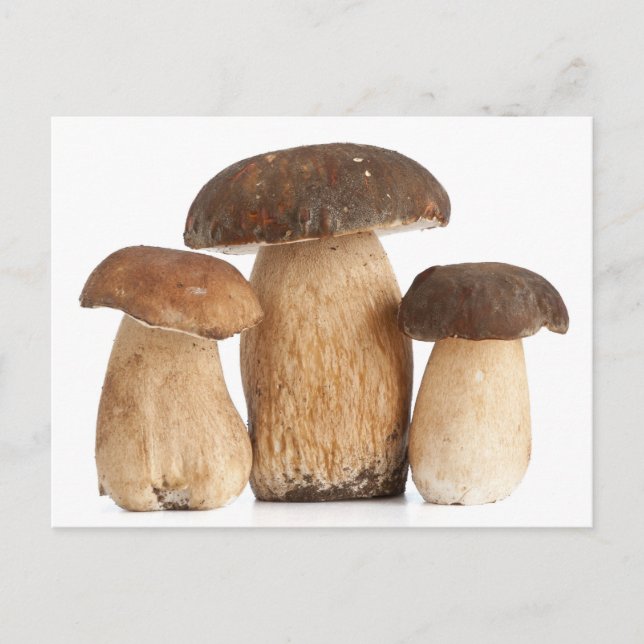 Boletus Edulis PCard Vykort (Framsida)