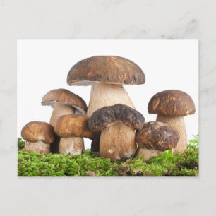 Boletus Edulis PCard Vykort