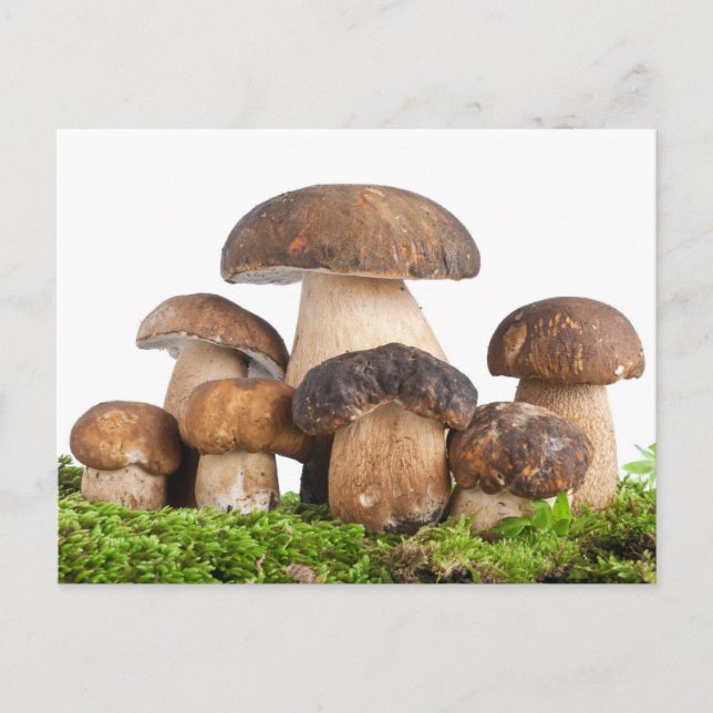 Boletus Edulis PCard Vykort (Framsida)