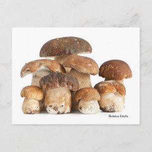 Boletus Edulis Vykort