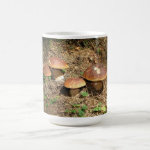 boletus