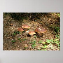 boletus