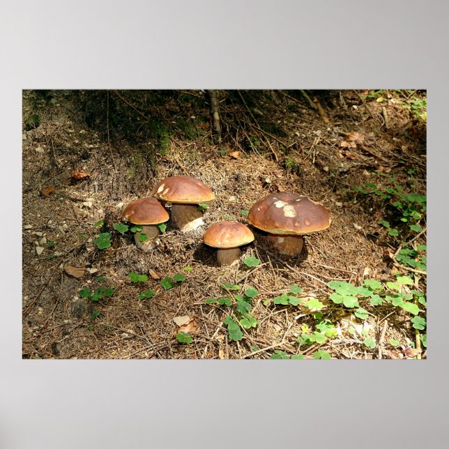 boletus poster (Framsidan)