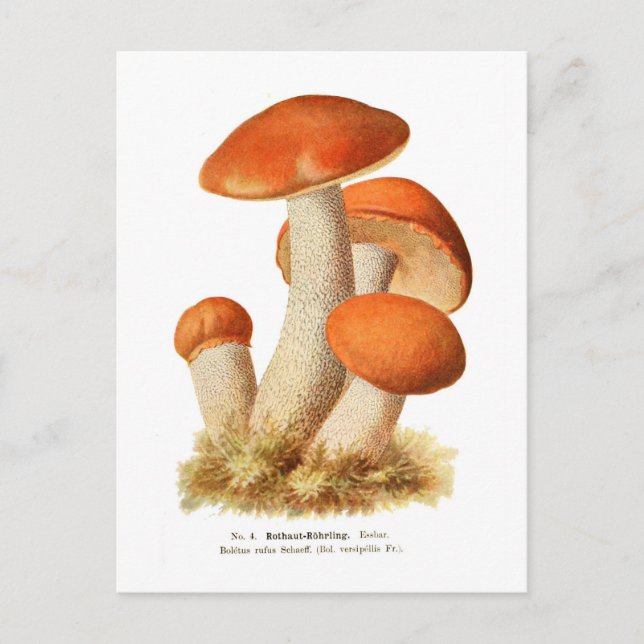 Boletus rufus vykort (Framsida)