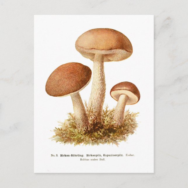 Boletus scaber vykort (Framsida)