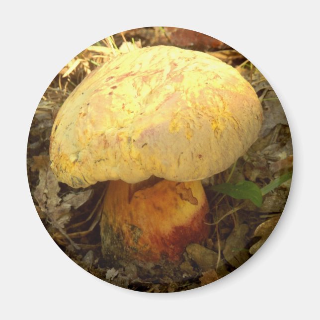 Boletus torosus Mushroom Magnet (Framsidan)