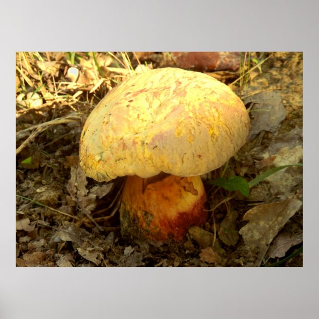 Boletus torosus Mushroom Poster (Framsidan)