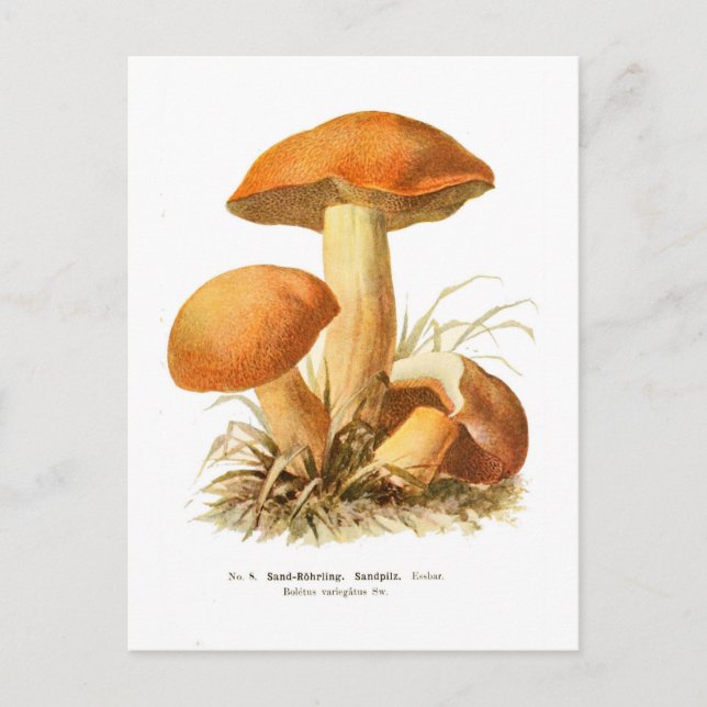 Boletus varigatus vykort (Framsida)