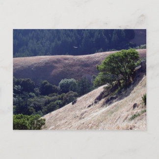 Bolinas Ridge, Kalifornien Vykort
