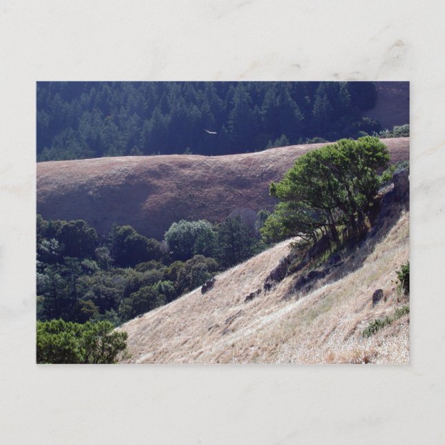 Bolinas Ridge, Kalifornien Vykort (Framsida)