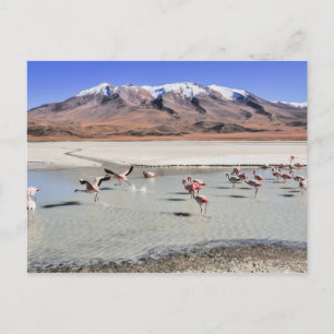 Bolivia landskapsfotografi med flamingos vykort