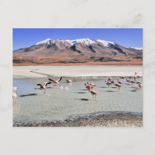 Bolivia landskapsfotografi med flamingos vykort (Framsida)