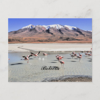 Bolivia landskapsfotografi med flamingos vykort