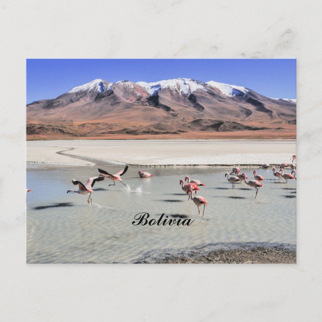 Bolivia landskapsfotografi med flamingos vykort (Framsida)
