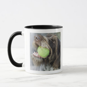 Boll för tennis för pekarehund sticka, närbild mugg