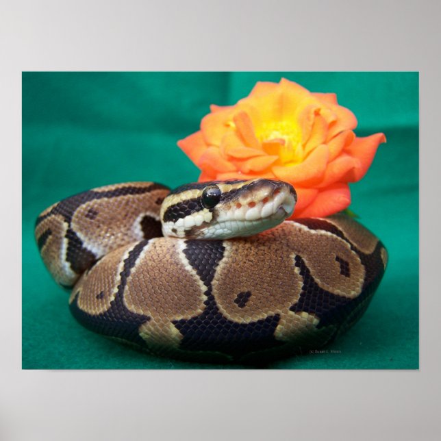 Boll python bild med orange ro grönt tillbaka poster (Framsidan)