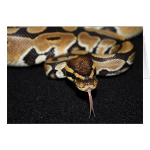 Boll Python Card Hälsningskort
