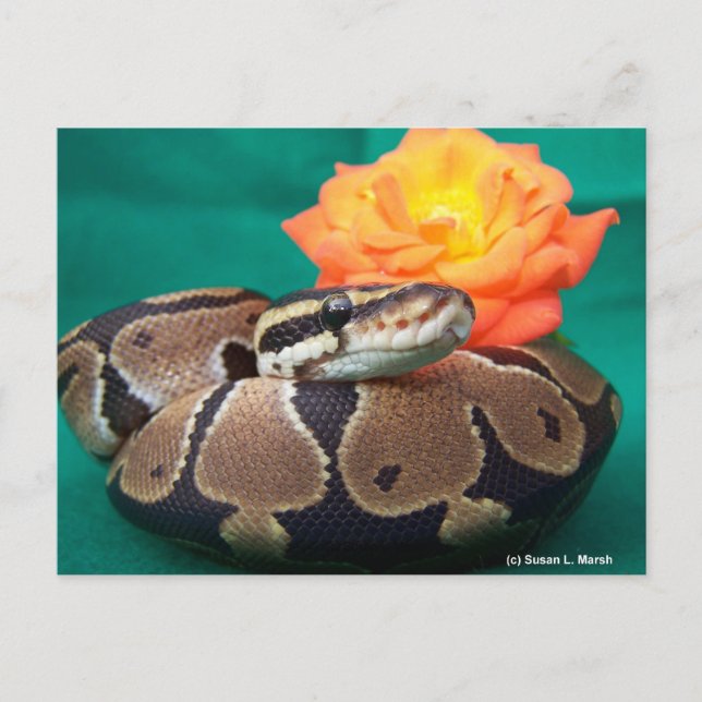 Boll Python, gröntens bakgrund, orange ro Vykort (Framsida)