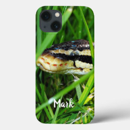 Boll Python Snake in Grass
