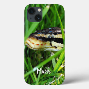 Boll Python Snake in Grass
