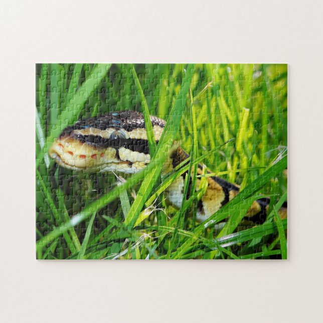 Boll Python Snake in Grass Pussel (Horisontell)