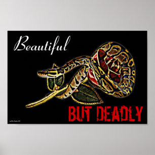 Boll Python Snake poster