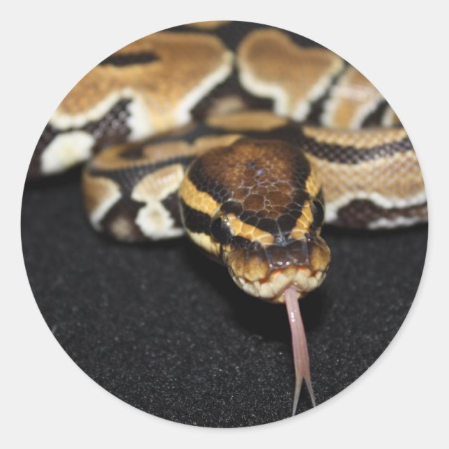 Boll Python Sticker Runt Klistermärke (Framsida)