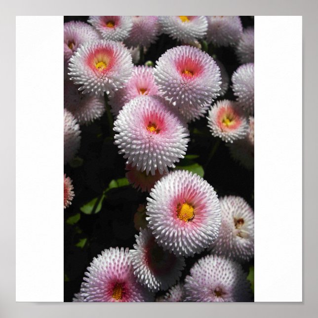 bollar av rosa poster (Framsidan)