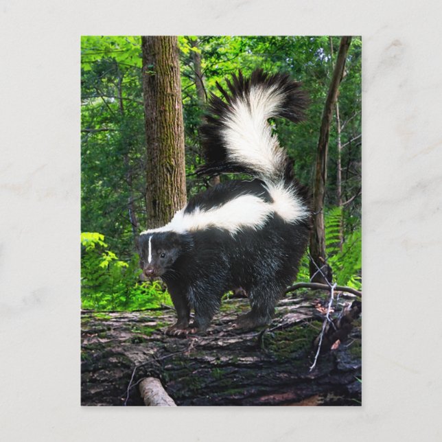 "Bomba" vykort (Framsida)