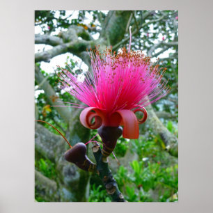 Bombaxträdblommar Poster
